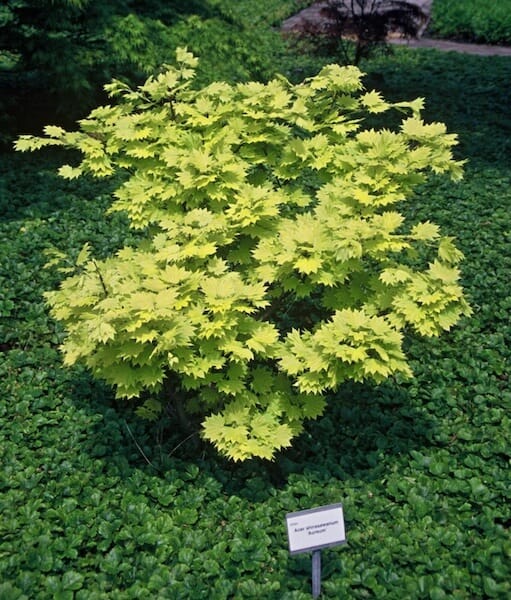 Acer shirasawanum Aureum Small Tree Acer shirasawanum Aureum Small Tree