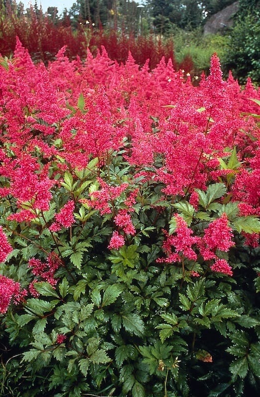Astilbe Bonn Red Astilbe Bonn Red