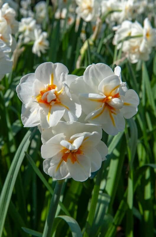 Narcissus Sir Winston Churchill Double Flowers Narcissus Sir Winston Churchill Double Flowers