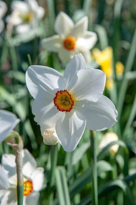 Narcissus poeticus Pheasant's Eye Single Flower Narcissus poeticus Pheasant's Eye Single Flower