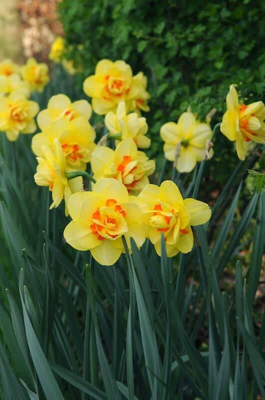 Narcissus Tahiti Planted in a Border Narcissus Tahiti