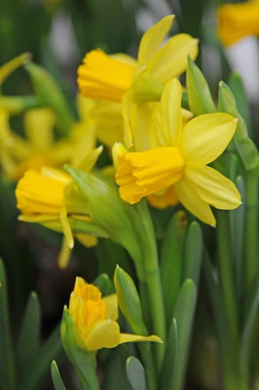 Narcissus Tete a Tete 7 Narcissus Tete a Tete