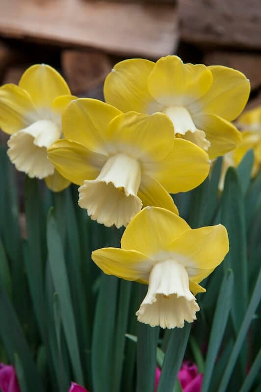 Narcissus Pipit Flowers Close Up Narcissus Pipit
