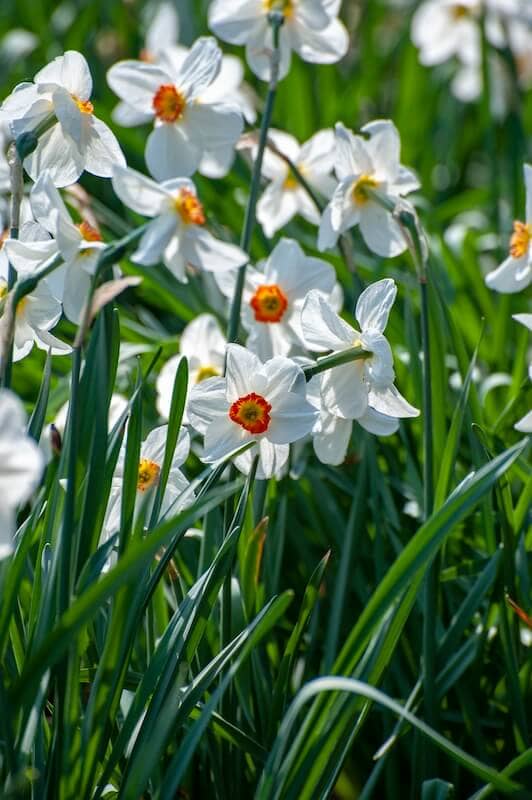Narcissus poeticus Pheasant's Eye White Narcissus poeticus Pheasant's Eye White