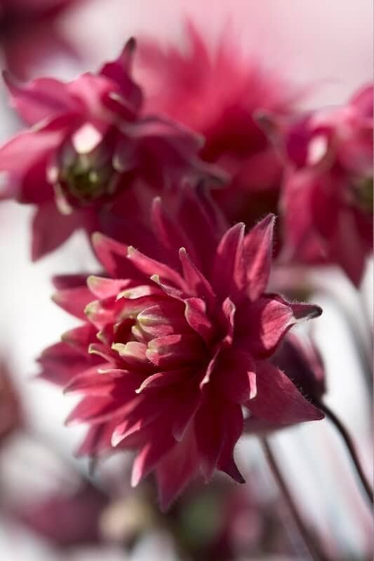 Aquilegia Clementine Red Flowers Close Up Aquilegia Clementine Red Flowers Close Up