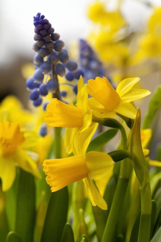 Narcissus Tete a Tete 12 Narcissus Tete a Tete