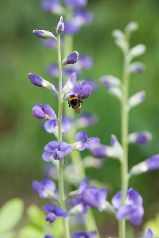 Baptisia australis Purple Flowers with Bee Baptisia australis Purple Flowers with Bee