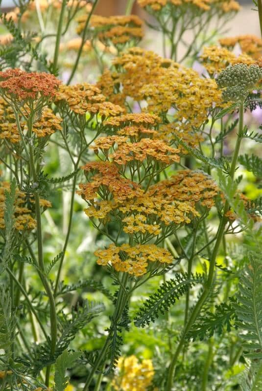 Achillea Terracotta Flowering Achillea Terracotta Flowering