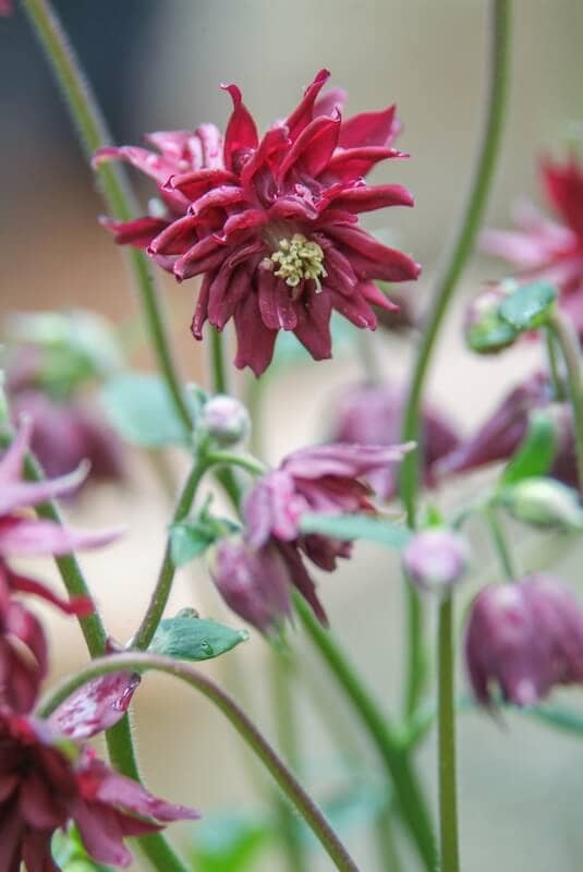 Aquilegia Ruby Port Flower Aquilegia Ruby Port Flower