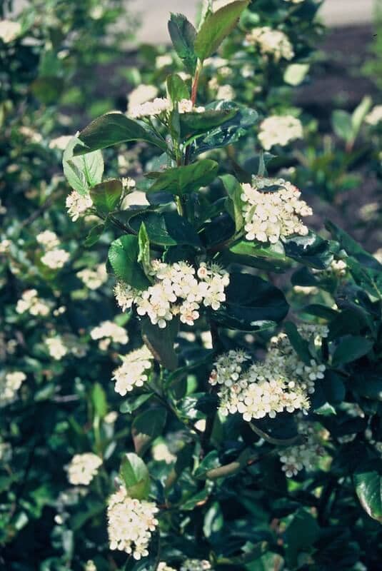 Aronia x prunifolia Aron Flowering Aronia x prunifolia Aron Flowering