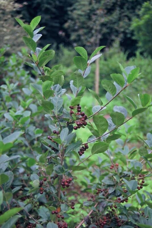 Aronia x prunifolia Aron Fruiting Aronia x prunifolia Aron Fruiting