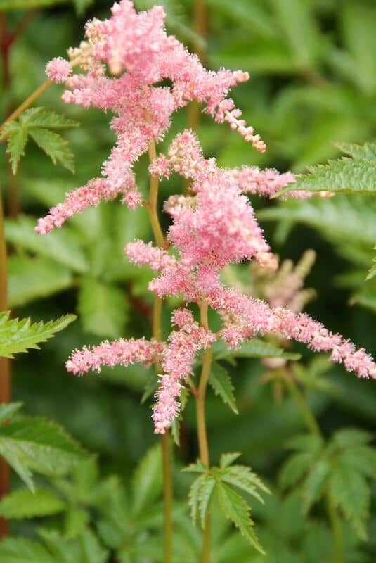 Astilbe Bressingham Beauty Flower Close Up