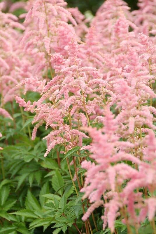 Astilbe Bressingham Beauty Flowering