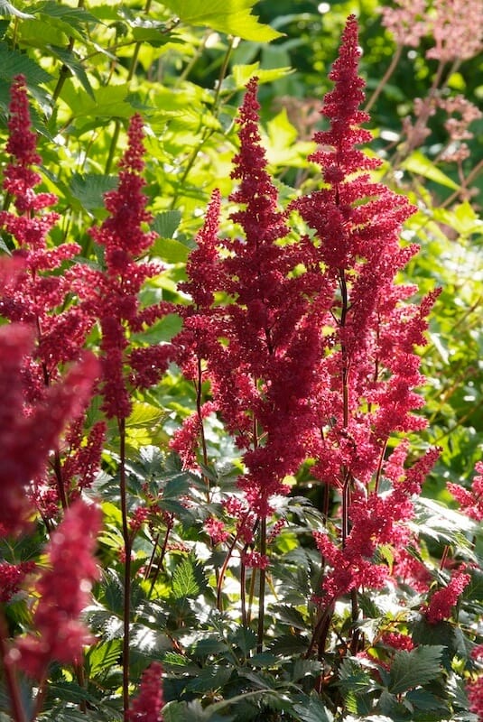 Astilbe Fanal Flowering Astilbe Fanal Flowering