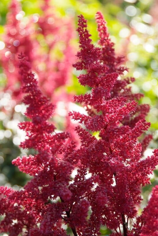 Astilbe Fanal Flowers Close Up Astilbe Fanal Flowers Close Up