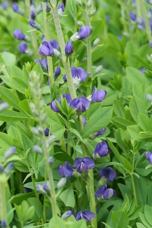 Baptisia australis Purple Flowering Baptisia australis Purple Flowering