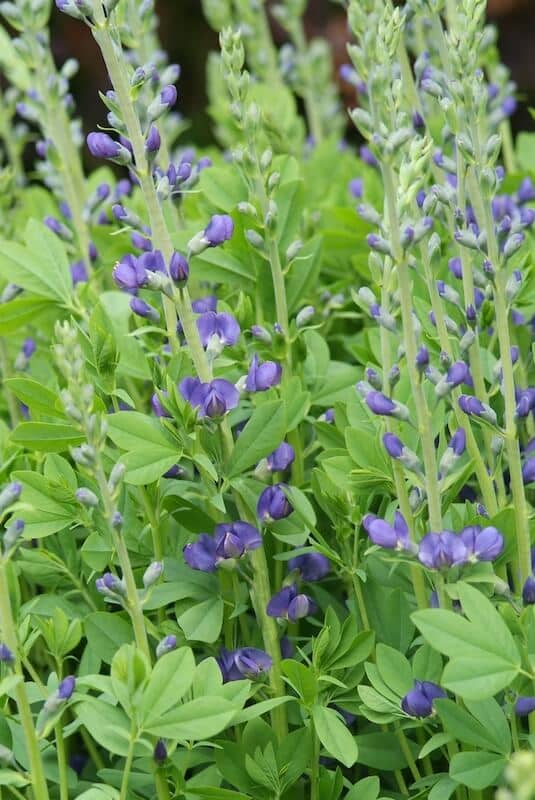 Baptisia australis Purple Flowers Baptisia australis Purple Flowers