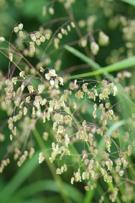 Briza media Flowering Briza media Flowering