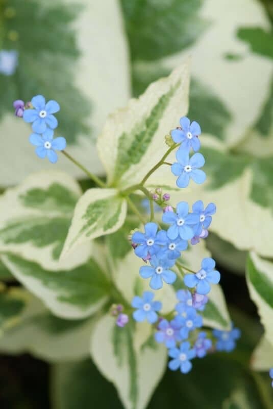 Brunnera Dawson's White Blue Flowers Close Up Brunnera Dawson's White Blue Flowers Close Up