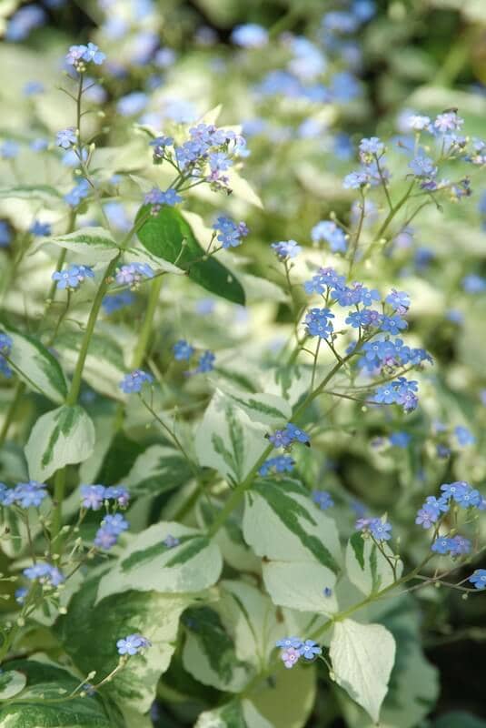 Brunnera Dawson's White Blue Flowers and Variegated Foliage Brunnera Dawson's White Blue Flowers and Variegated Foliage