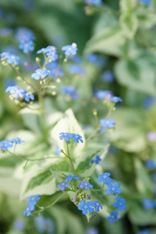 Brunnera Dawson's White Blue Flowers Brunnera Dawson's White Blue Flowers