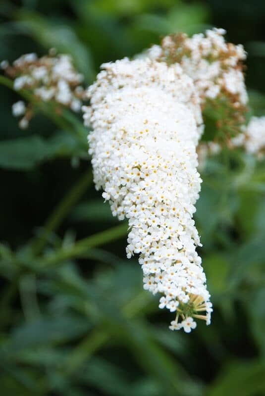 Buddleja White Profusion White Flower Close Up
