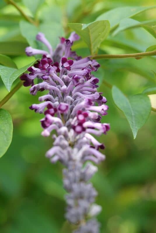 Buddleja lindleyana Flowering Buddleja lindleyana Flowering