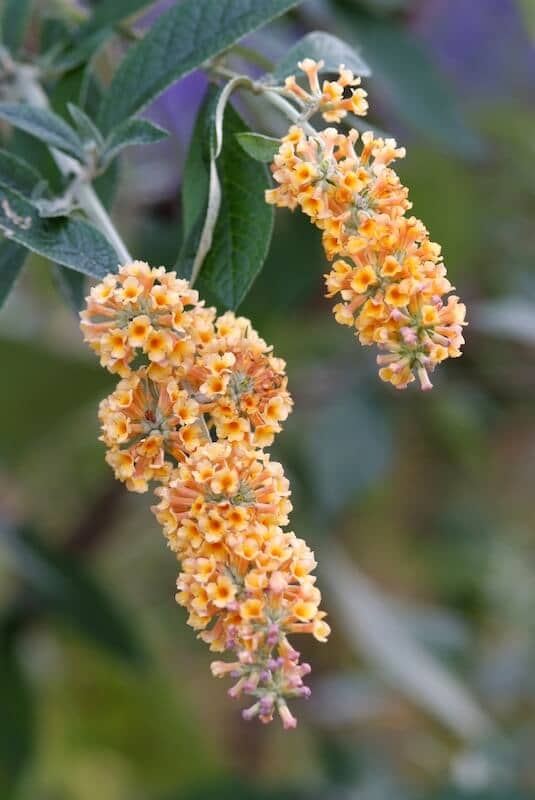 Buddleja x weyeriana Sungold Flowers Close Up Buddleja x weyeriana Sungold Flowers Close Up