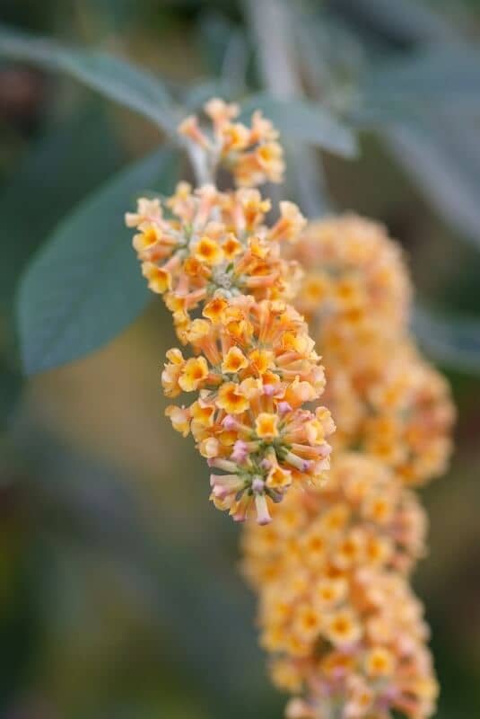 Buddleja x weyeriana Sungold Golden Flowers Close Up Buddleja x weyeriana Sungold Golden Flowers Close Up