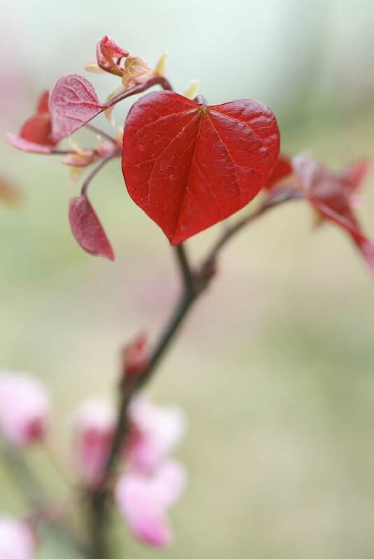 Cercis canadensis Forest Pansy Close Up of Young Leaf Cercis canadensis Forest Pansy Close Up of Young Leaf