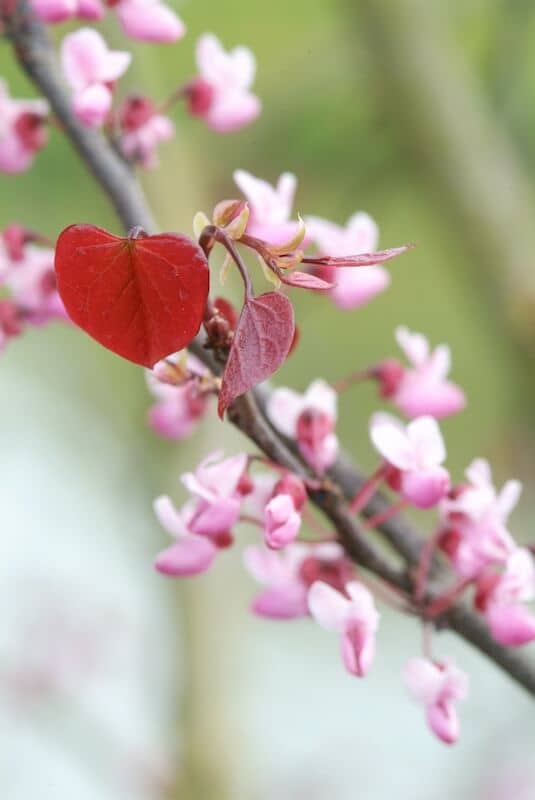 Cercis canadensis Forest Pansy Flower and Foliage Close Up Cercis canadensis Forest Pansy Flower and Foliage Close Up