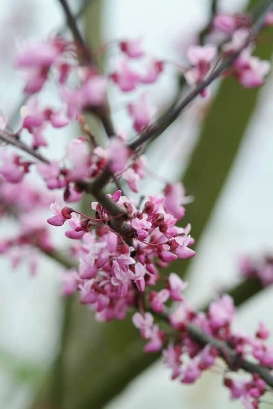 Cercis canadensis Forest Pansy Flowers Close Up Cercis canadensis Forest Pansy Flowers Close Up