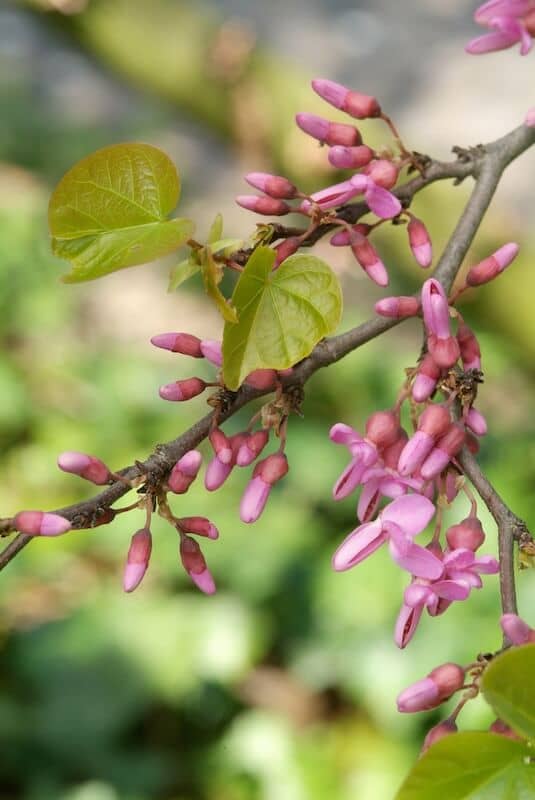 Cercis siliquastrum Pink Flowering Tree Close Up Cercis siliquastrum Pink Flowering Tree Close Up