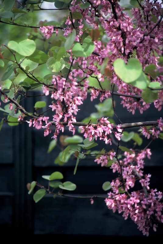 Cercis siliquastrum Pink Flowers Cercis siliquastrum Pink Flowers