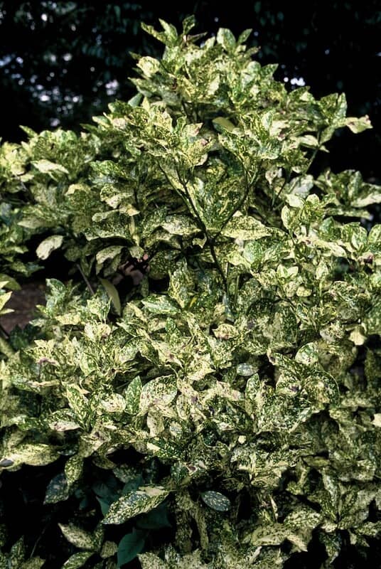 Aucuba japonica Crotonifolia Variegated Leaves