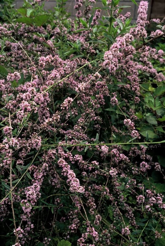 Buddleja alternifolia Flowering Buddleja alternifolia Flowering