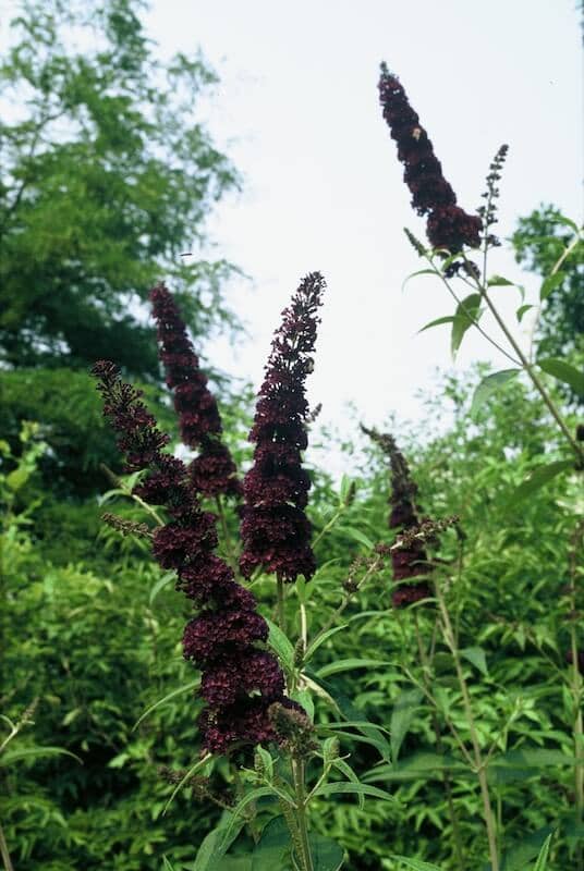 Buddleja davidii Black Knight Flowering Buddleja Black Knight Flowering