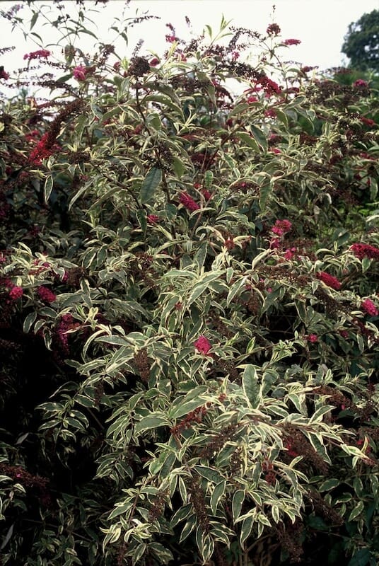 Buddleja davidii Masquerade Showing Variegation Buddleja Masquerade Showing Variegation