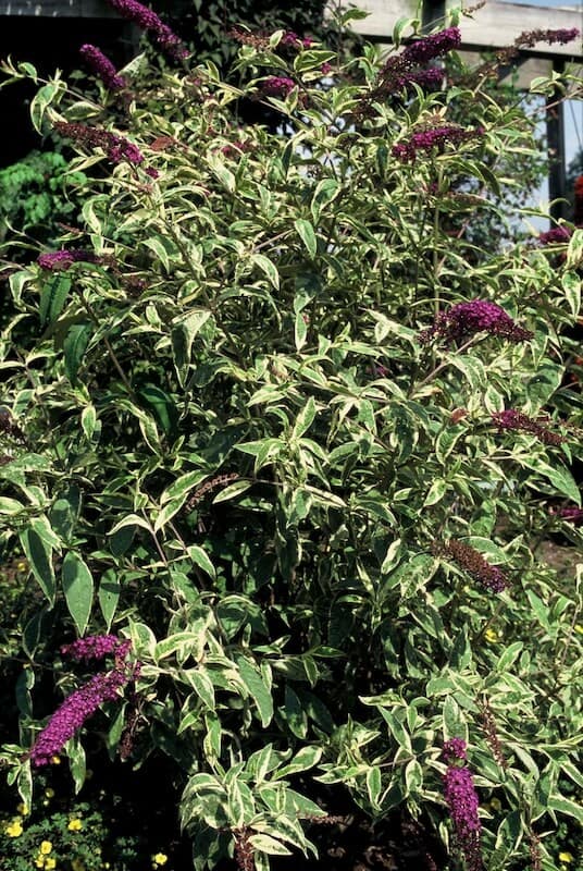 Buddleja davidii Masquerade Variegated Foliage and Flowers Buddleja Masquerade Variegated Foliage and Flowers