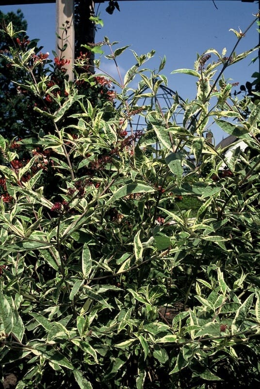 Buddleja davidii Masquerade Variegated Foliage Buddleja Masquerade Variegated Foliage