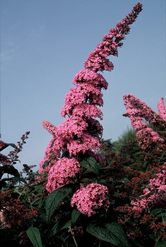 Buddleja davidii Pink Delight Flower Close Up Buddleja davidii Pink Delight Flower Close Up