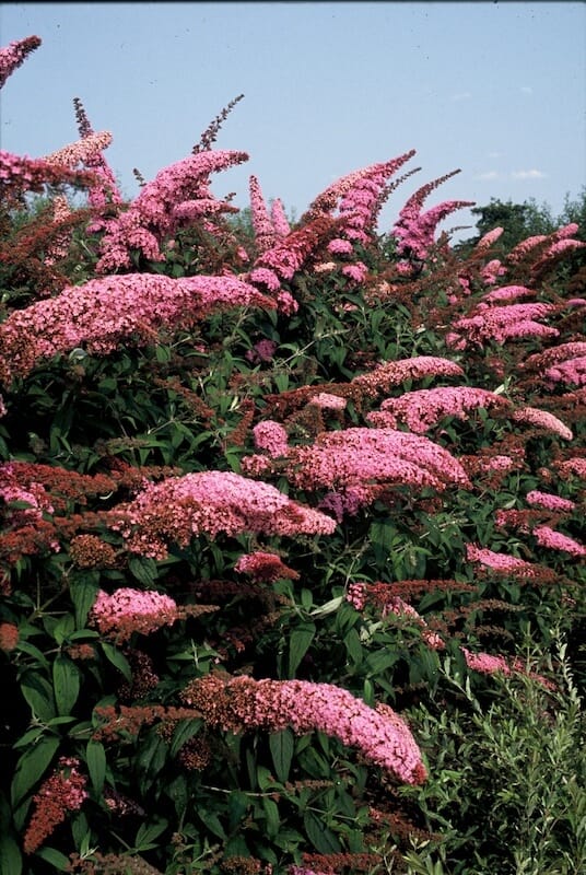Buddleja davidii Pink Delight Flowering Hedge Buddleja davidii Pink Delight Flowering Hedge