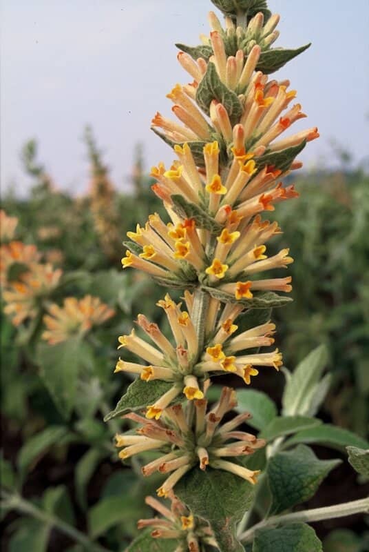 Buddleja tubiflora Flower