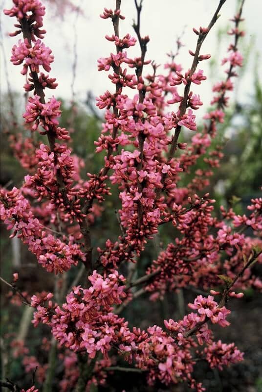Cercis chinensis Avondale Flowering Cercis chinensis Avondale Flowering