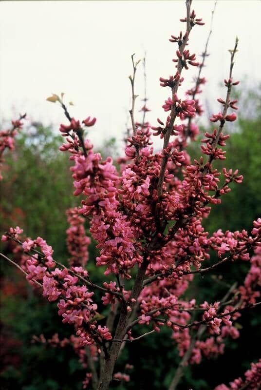 Cercis chinensis Avondale Pink Flowers Cercis chinensis Avondale Pink Flowers