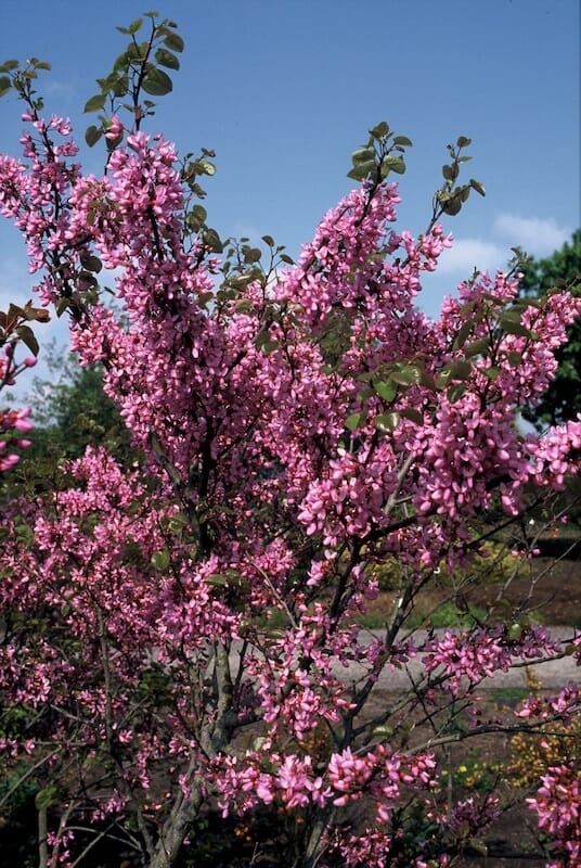 Cercis siliquastrum Flowering Cropped Cercis siliquastrum Flowering