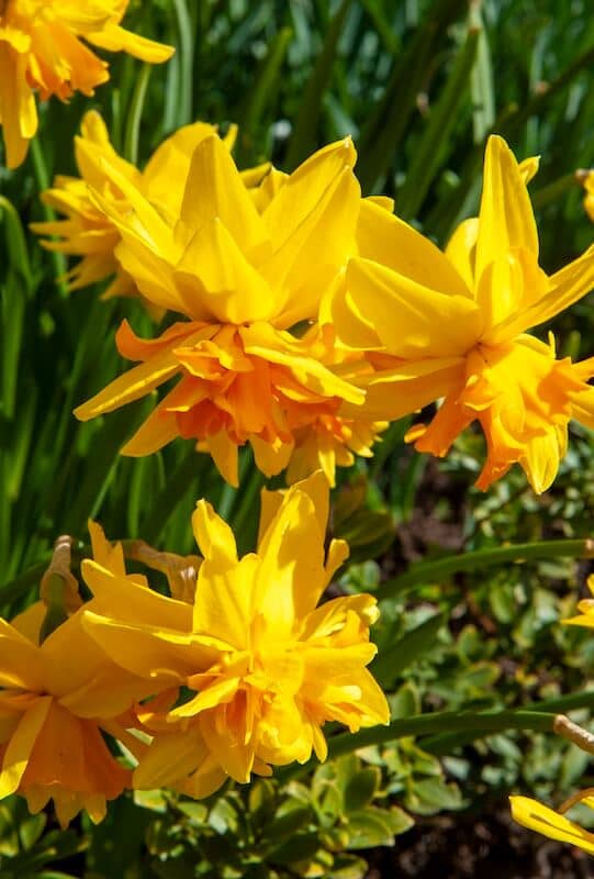 Narcissus Rip van Winkle Yellow Double Flowers Narcissus Rip van Winkle
