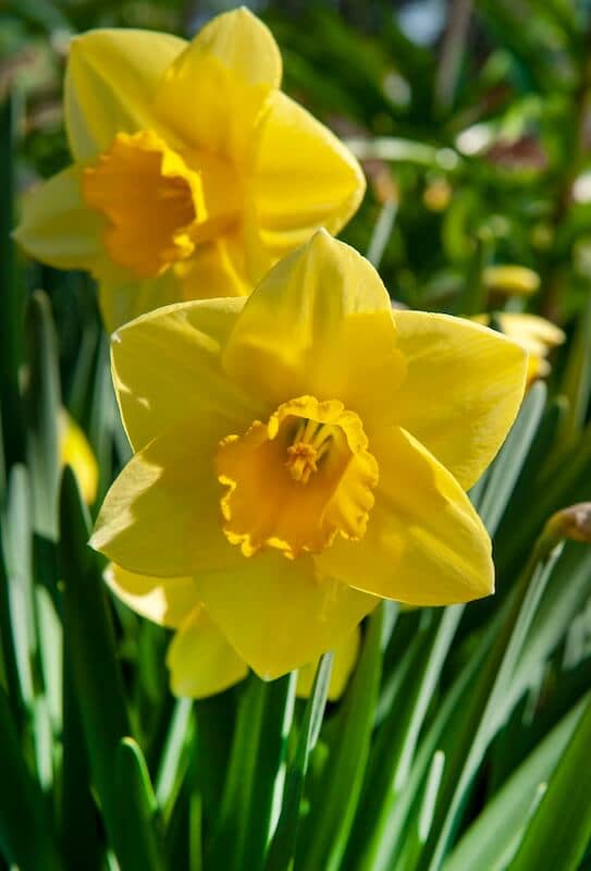 Narcissus Sweetness Yellow Fragrant Flowers Narcissus Sweetness Yellow Fragrant Flowers