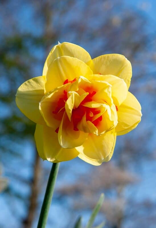 Narcissus Tahiti Single Double Flower Narcissus Tahiti