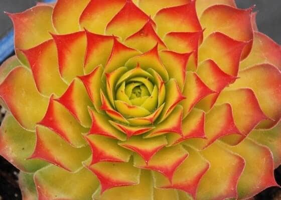 Sempervivum Chick Charms® Gold Nugget